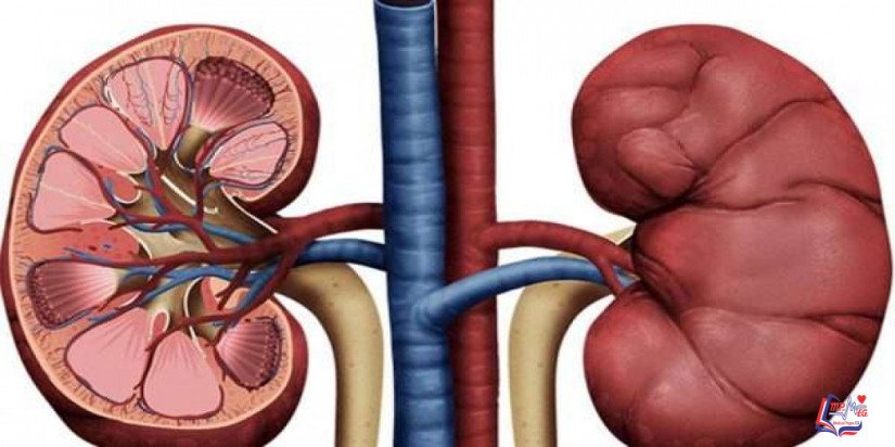 التهاب كبيبات الكلى الغشائي Membranous nephropathy