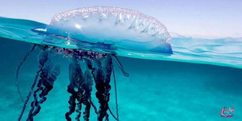 لسعة قنديل البحر Jellyfish sting