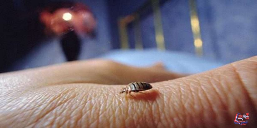 بق الفراش Bedbugs