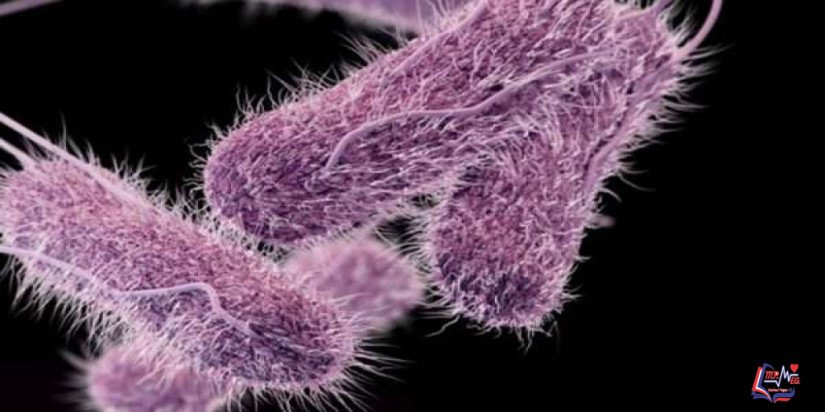 تسمم السالمونيلا Salmonella poisoning