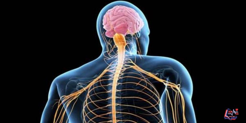 التصلب الجانبي الضموري Amyotrophic lateral sclerosis