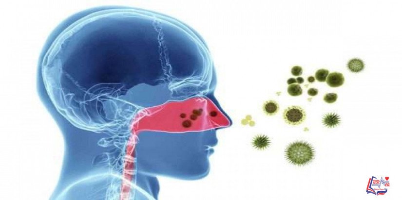 حمى القش hay fever allergic rhinitis