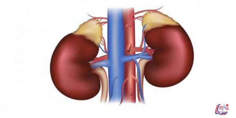 الألدوستيرونية الأولية Primary Aldosteronism