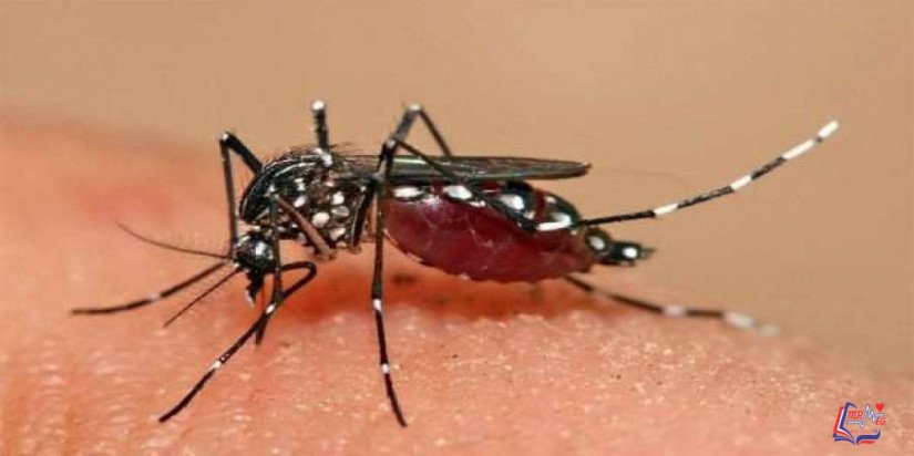 فيروس زيكا Zika virus