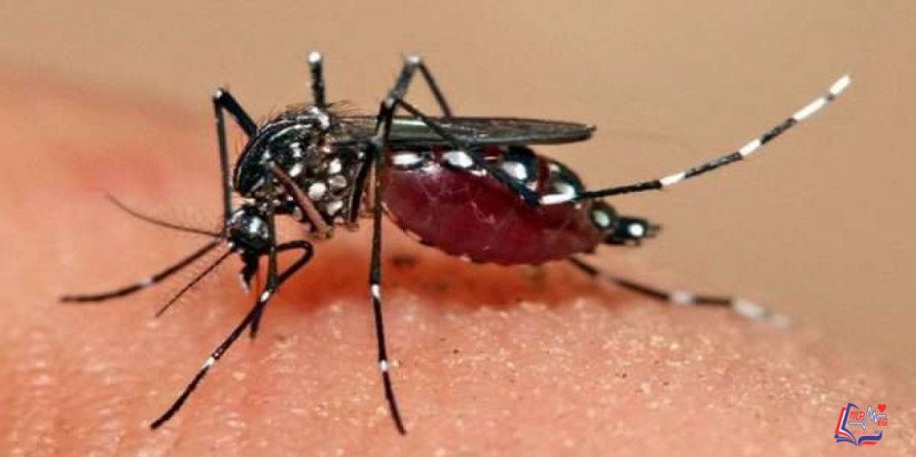 حمى الضنك Dengue fever